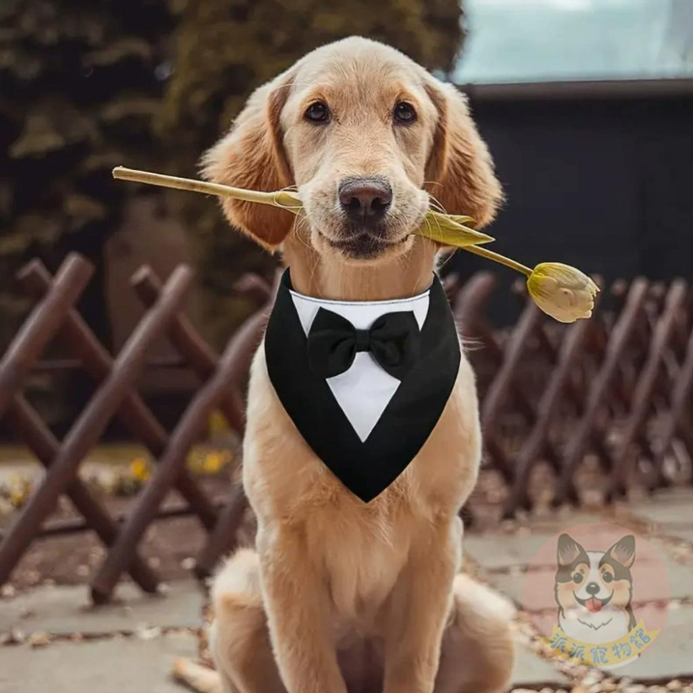 🎀西裝三角巾🎀 寵物領巾 狗狗領巾 貓咪領巾 寵物項圈 柯基柴犬兔子三角巾口水巾頸圈飾品小中大型犬配件圍巾狗圍兜兜婚禮-細節圖3