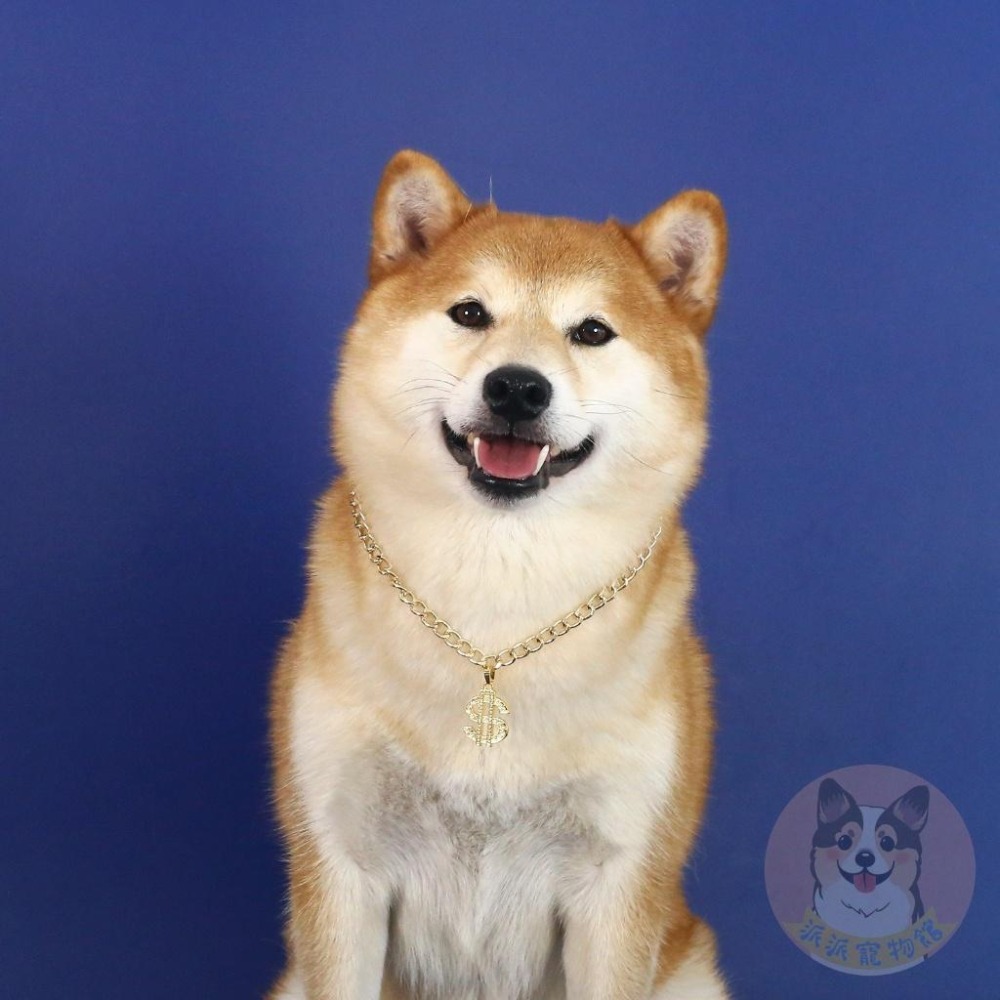 錢錢金項鏈💰 寵物金項鍊 貓咪項鍊 狗狗金項鍊 狗金項鍊 寵物項鍊 貓咪金項鍊 寵物配件寵物飾品寵物項圈金項鍊柴犬柯基-細節圖2