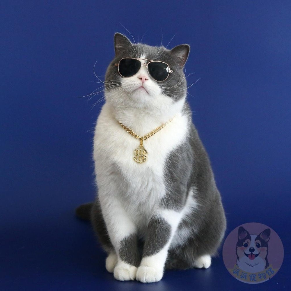 錢錢金項鏈💰 寵物金項鍊 貓咪項鍊 狗狗金項鍊 狗金項鍊 寵物項鍊 貓咪金項鍊 寵物配件寵物飾品寵物項圈金項鍊柴犬柯基-細節圖4