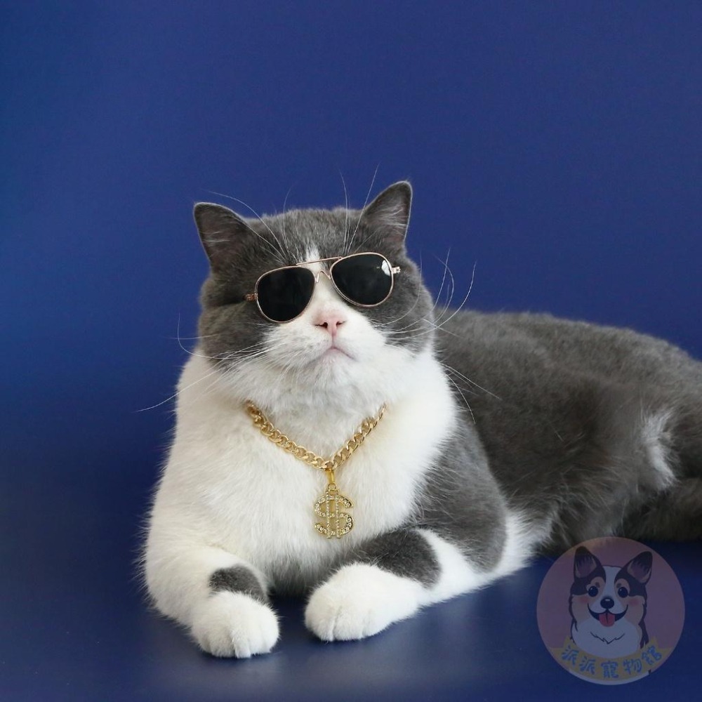 錢錢金項鏈💰 寵物金項鍊 貓咪項鍊 狗狗金項鍊 狗金項鍊 寵物項鍊 貓咪金項鍊 寵物配件寵物飾品寵物項圈金項鍊柴犬柯基-細節圖5