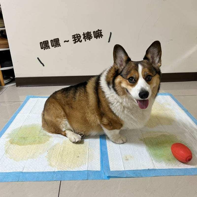 寵物尿布墊👍👍 尿布墊 寵物尿墊 寵物尿布 狗尿墊 狗狗尿布墊 狗狗尿墊 狗尿布墊 尿片 狗尿 寵物尿片加厚款用品吸水-細節圖2