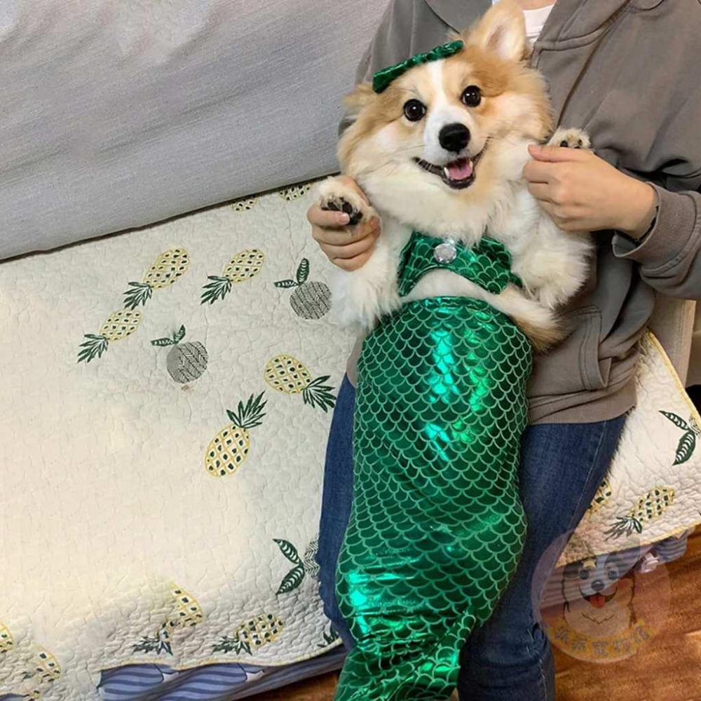 美人魚🧜‍♀️ 變身裝 萬聖節 寵物變裝 寵物衣服 貓咪衣服 貓衣服 狗狗衣服 狗衣服 寵物搞笑變裝 寵物變身裝幼貓幼犬-細節圖4