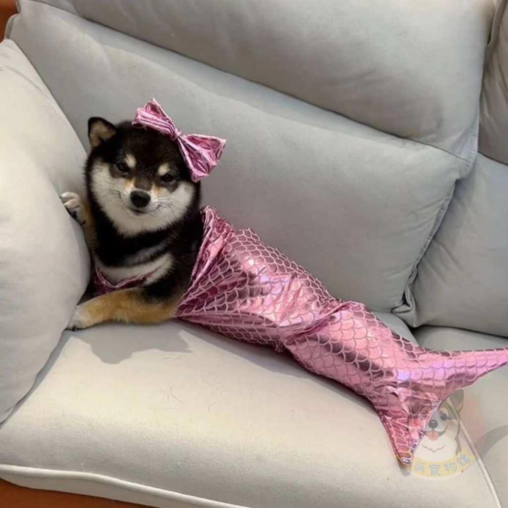 美人魚🧜‍♀️ 變身裝 萬聖節 寵物變裝 寵物衣服 貓咪衣服 貓衣服 狗狗衣服 狗衣服 寵物搞笑變裝 寵物變身裝幼貓幼犬-細節圖7
