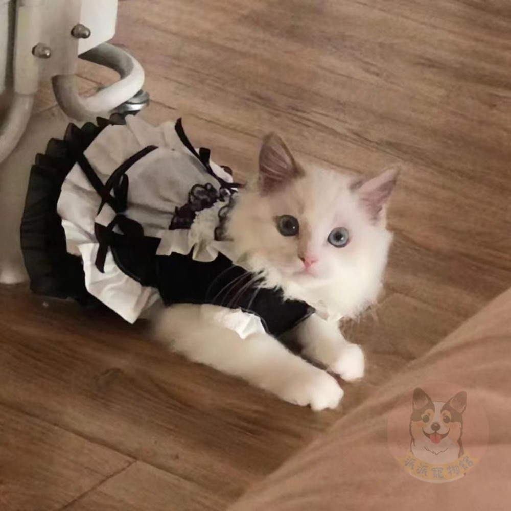 💜寵物女僕裝💜 寵物變裝 寵物衣服 狗狗衣服 狗衣服 貓咪衣服 貓衣服 寵物裙子 狗狗貓咪配件搞笑搞怪可愛女僕裝變裝制服-細節圖3