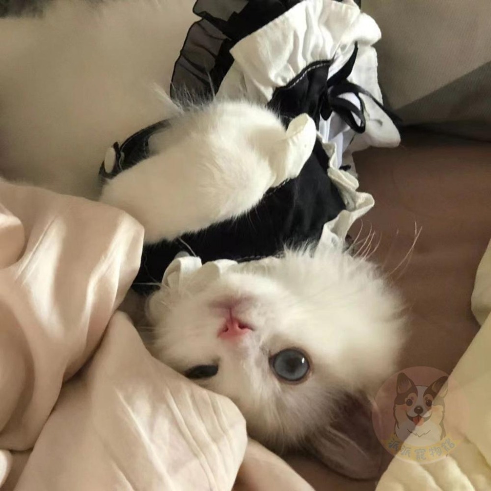 💜寵物女僕裝💜 寵物變裝 寵物衣服 狗狗衣服 狗衣服 貓咪衣服 貓衣服 寵物裙子 狗狗貓咪配件搞笑搞怪可愛女僕裝變裝制服-細節圖6