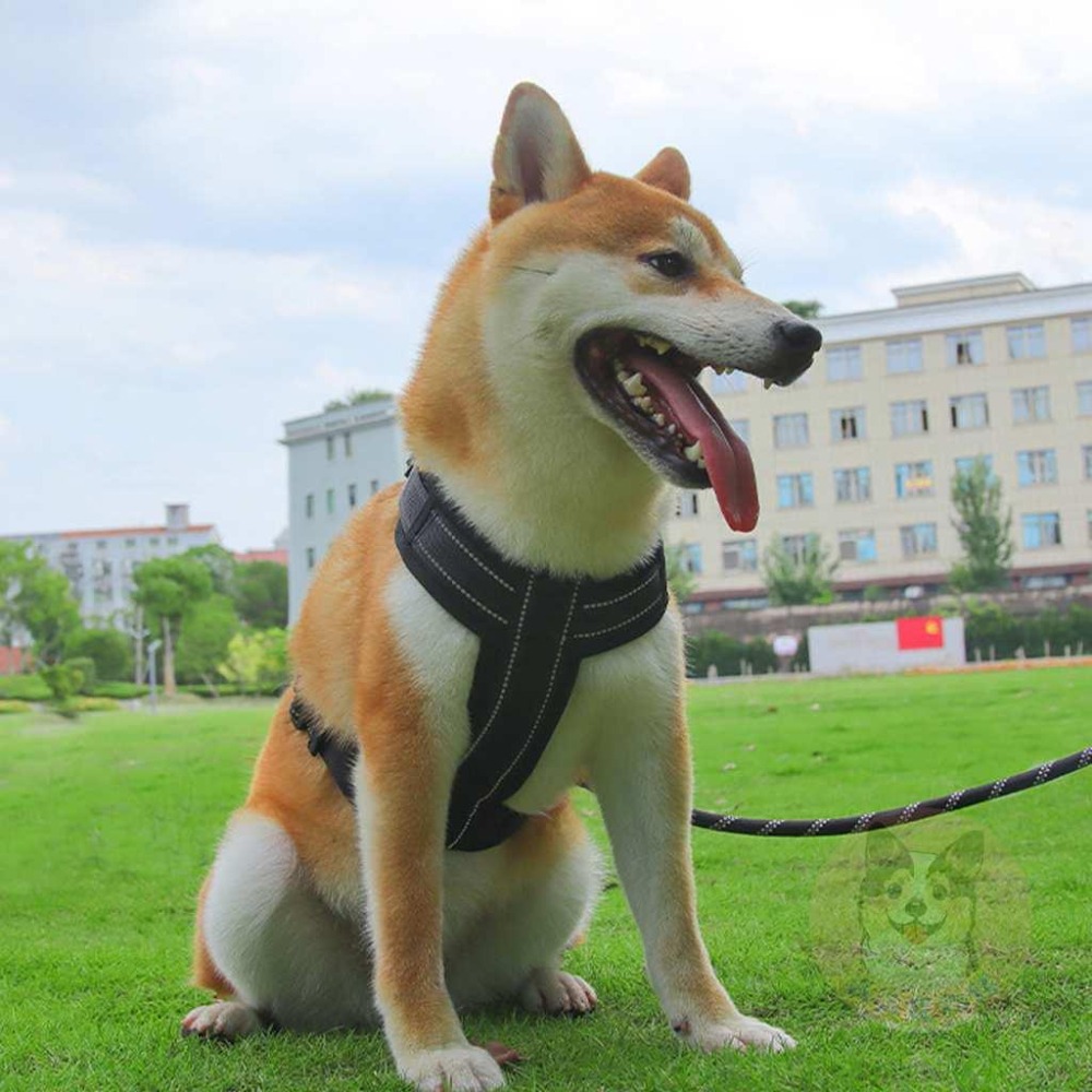 💙狗狗工字胸背帶💙 寵物胸背帶 狗狗胸背帶 狗狗胸背帶 狗胸背帶 狗胸背帶 胸背帶 中大型犬胸背帶 胸背狗胸背寵物背帶-細節圖6