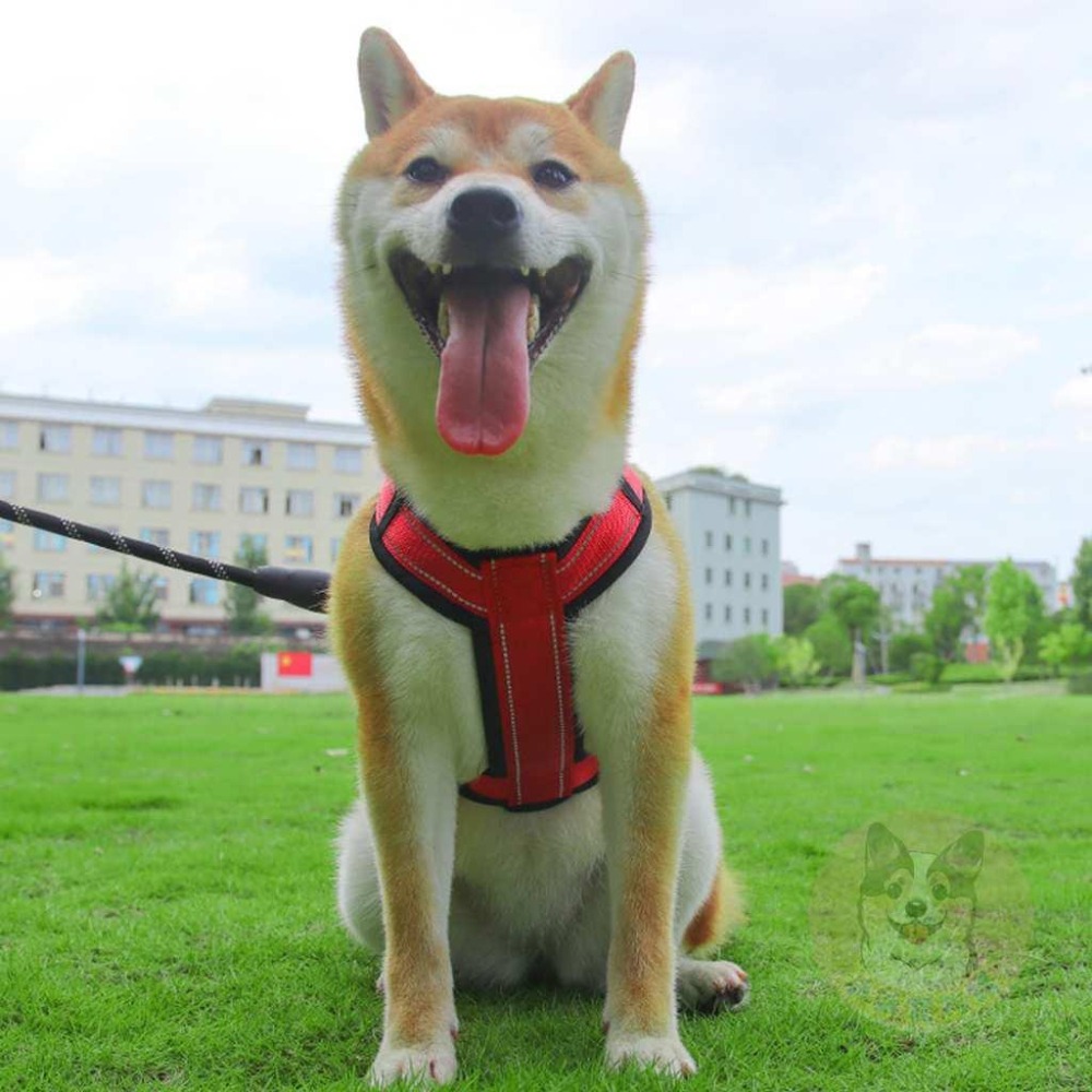 💙狗狗工字胸背帶💙 寵物胸背帶 狗狗胸背帶 狗狗胸背帶 狗胸背帶 狗胸背帶 胸背帶 中大型犬胸背帶 胸背狗胸背寵物背帶-細節圖7