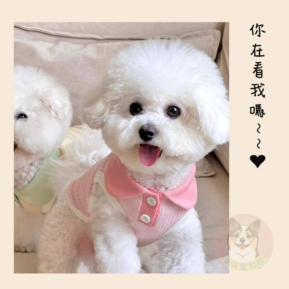 馬卡龍POLO衫🍎 狗衣服 狗狗背心 狗狗衣服 寵物衣服 貓咪衣服 小狗衣服 夏天幼犬幼貓博美吉娃娃貴賓狗比熊臘腸狗衣服-細節圖5