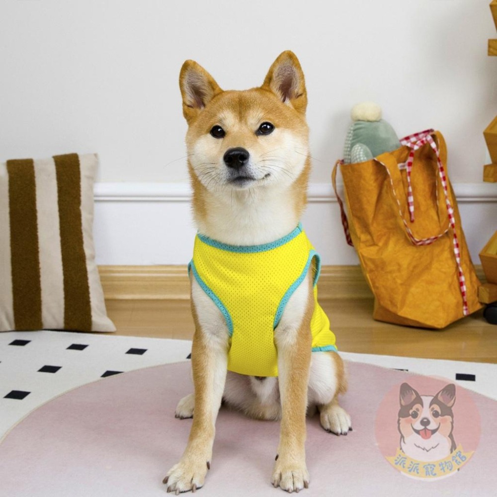 🩵雙色透氣背心💛 狗衣服 狗狗背心 狗狗衣服 寵物衣服 夏天 狗背心 黃金獵犬 拉布拉多 大狗 柯基 柴犬中大型犬衣服-細節圖3
