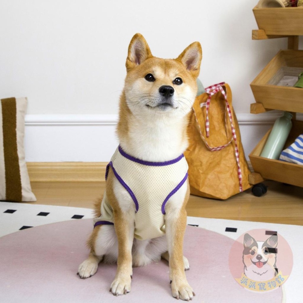 🩵雙色透氣背心💛 狗衣服 狗狗背心 狗狗衣服 寵物衣服 夏天 狗背心 黃金獵犬 拉布拉多 大狗 柯基 柴犬中大型犬衣服-細節圖4