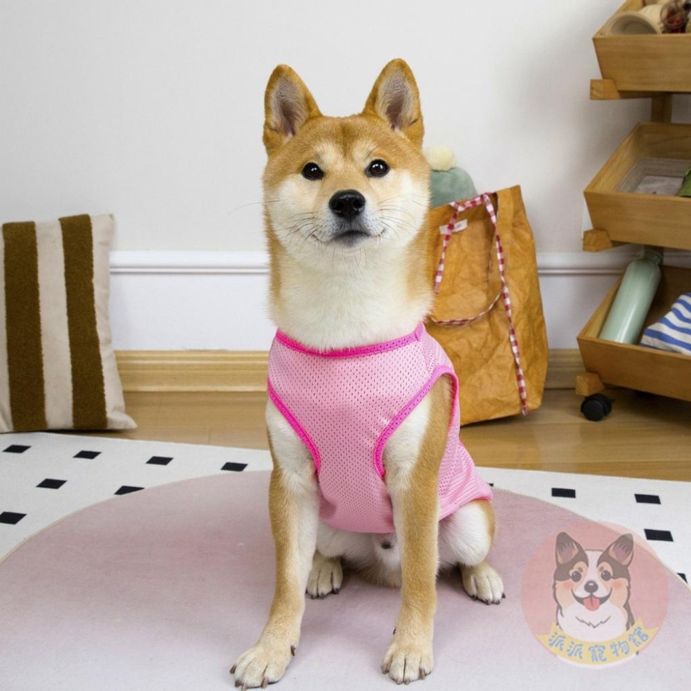 🩵雙色透氣背心💛 狗衣服 狗狗背心 狗狗衣服 寵物衣服 夏天 狗背心 黃金獵犬 拉布拉多 大狗 柯基 柴犬中大型犬衣服-細節圖5