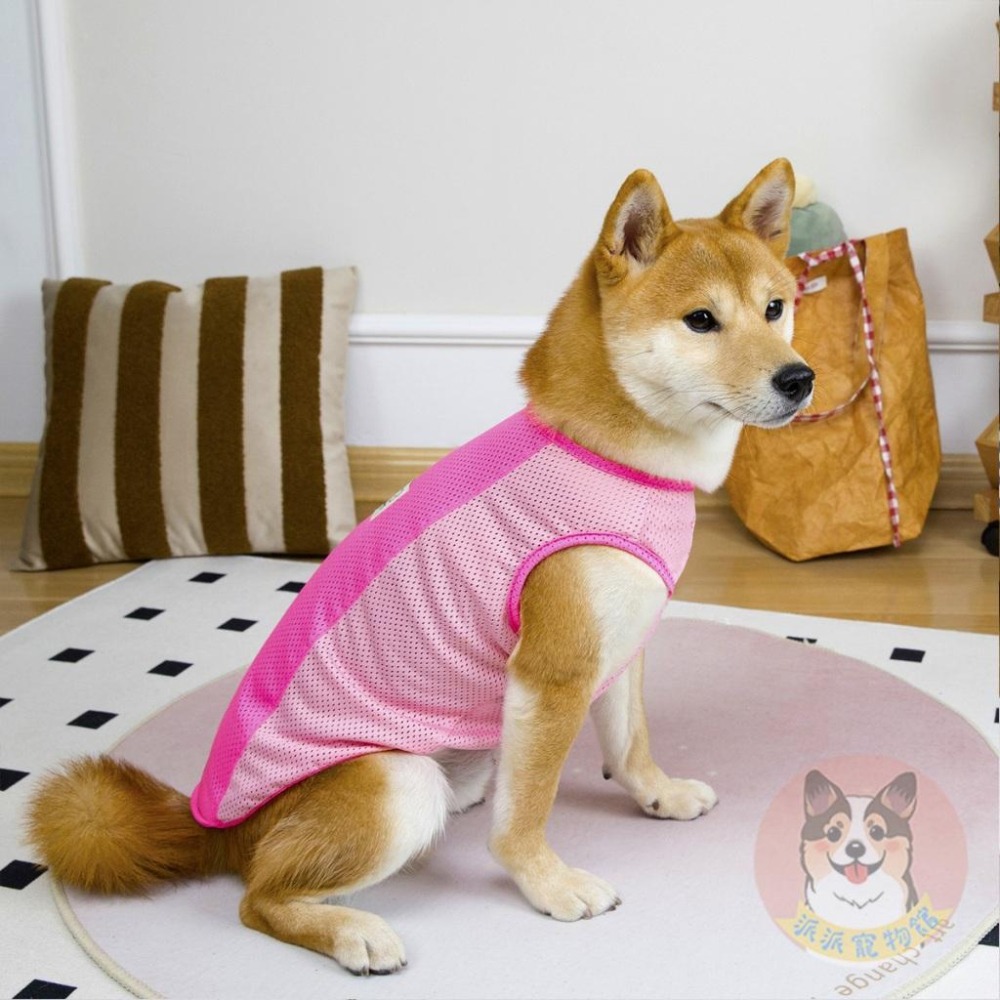 🩵雙色透氣背心💛 狗衣服 狗狗背心 狗狗衣服 寵物衣服 夏天 狗背心 黃金獵犬 拉布拉多 大狗 柯基 柴犬中大型犬衣服-細節圖6