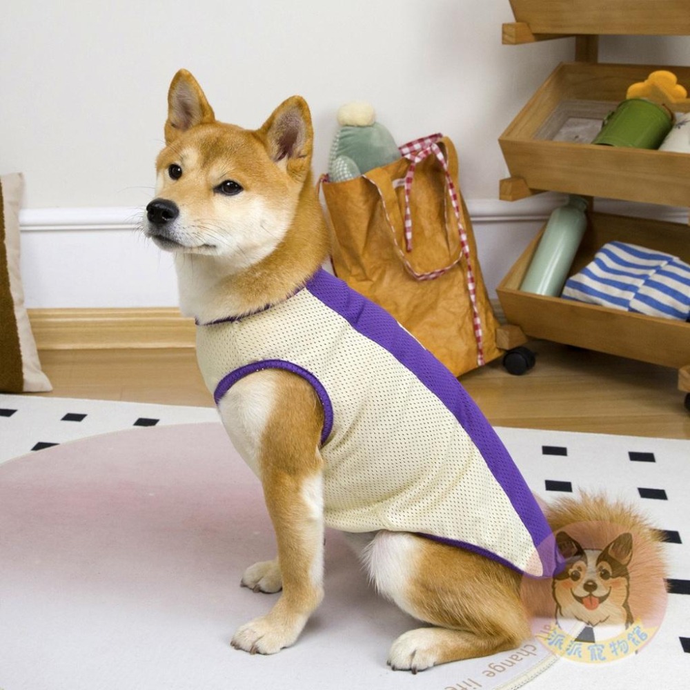 🩵雙色透氣背心💛 狗衣服 狗狗背心 狗狗衣服 寵物衣服 夏天 狗背心 黃金獵犬 拉布拉多 大狗 柯基 柴犬中大型犬衣服-細節圖7