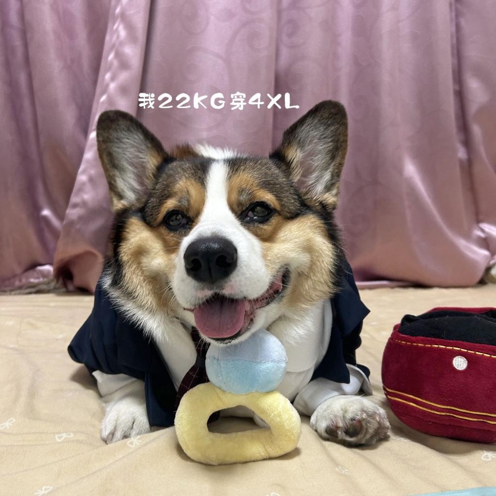 超帥😳 狗狗西裝🤵 寵物西裝 狗衣服 寵物禮服 狗狗禮服 狗狗襯衫 狗狗衣服 大狗衣服寵物衣服 婚禮結婚服飾西服燕尾服-細節圖5