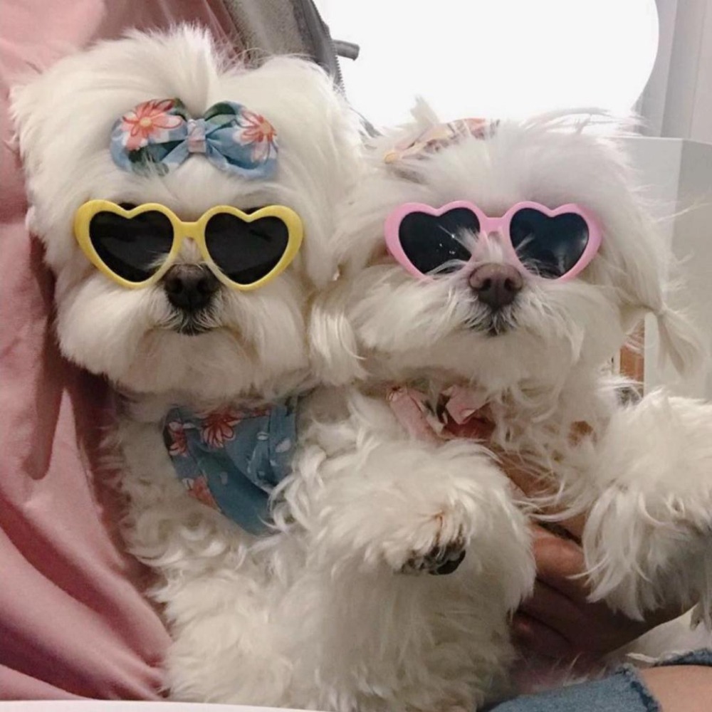 👓寵物小眼鏡👓 寵物眼鏡 寵物鏡框 貓咪眼鏡 貓眼鏡 小狗眼鏡 寵物墨鏡 貓咪墨鏡 貓墨鏡 貓咪鏡框寵物配件 寵物服飾-細節圖3