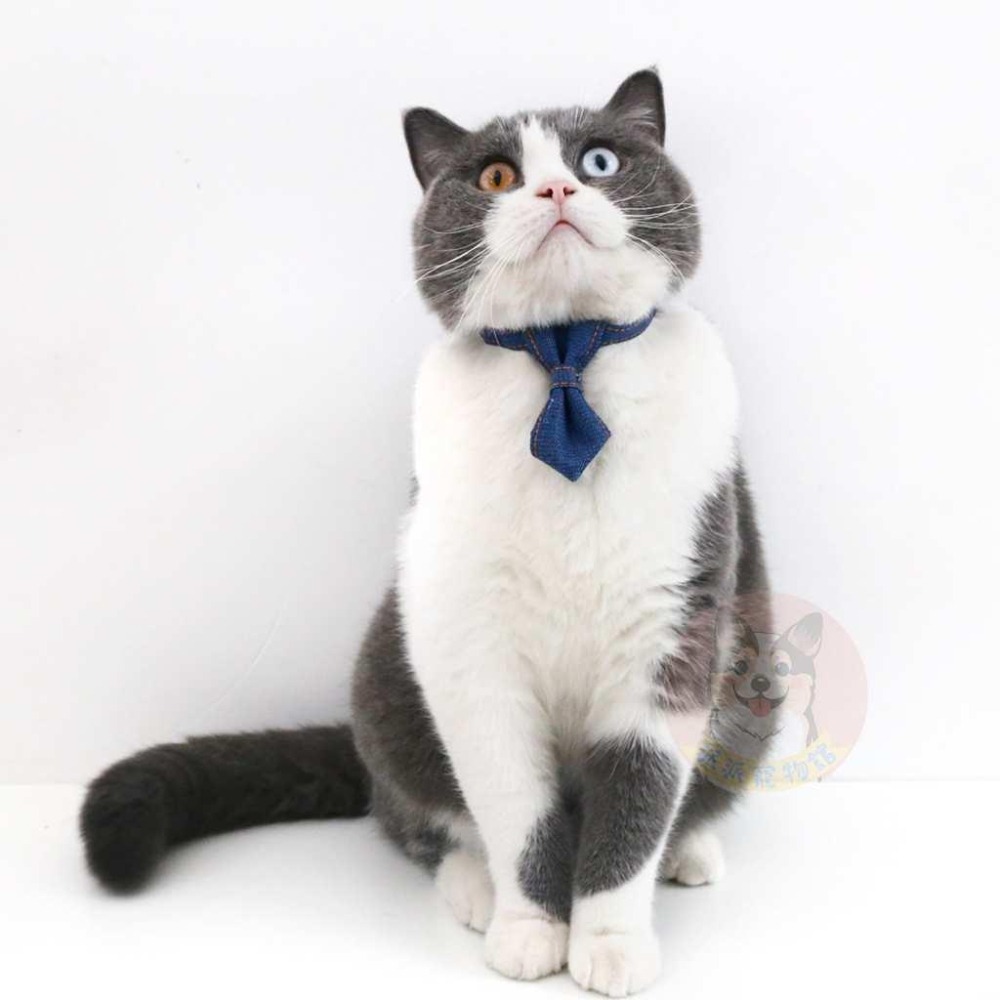 牛仔系列🤠 寵物領帶 貓咪領帶 狗狗領帶 寵物領巾 狗狗領帶 狗領巾 寵物項圈 寵物配件 貓領帶 比熊狗狗貓咪領巾蝴蝶結-細節圖2