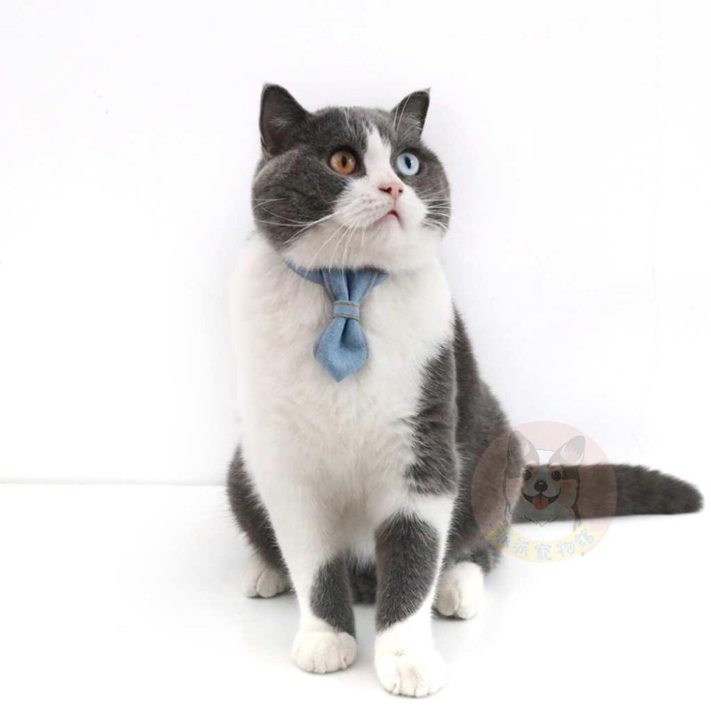 牛仔系列🤠 寵物領帶 貓咪領帶 狗狗領帶 寵物領巾 狗狗領帶 狗領巾 寵物項圈 寵物配件 貓領帶 比熊狗狗貓咪領巾蝴蝶結-細節圖7