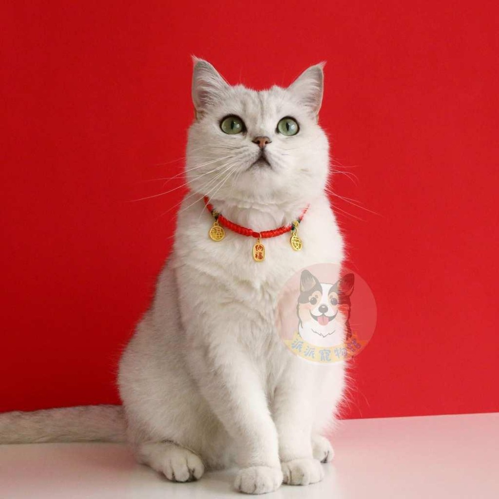 幸運招財繩🍀 寵物項圈 狗狗項圈 貓咪項圈 狗項圈 貓項圈 狗狗 貓咪項鍊配件小中大型犬幼貓幼犬項圈頸圈鈴鐺飾品手鍊-細節圖5