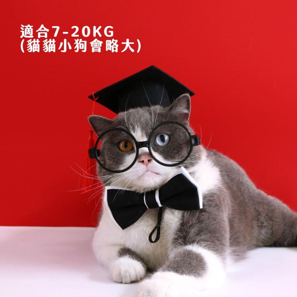 畢業快樂🎉 博士狗狗🎓 寵物配件 寵物帽子 狗狗帽子 貓咪帽子 狗狗眼鏡 寵物眼鏡 貓咪眼鏡領結蝴蝶結寵物領巾寵物服飾-細節圖2