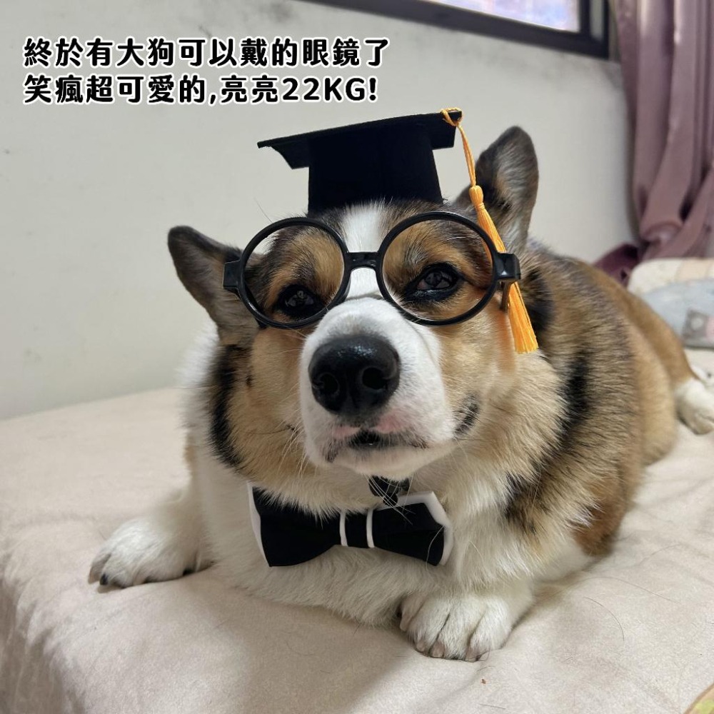 畢業快樂🎉 博士狗狗🎓 寵物配件 寵物帽子 狗狗帽子 貓咪帽子 狗狗眼鏡 寵物眼鏡 貓咪眼鏡領結蝴蝶結寵物領巾寵物服飾-細節圖3