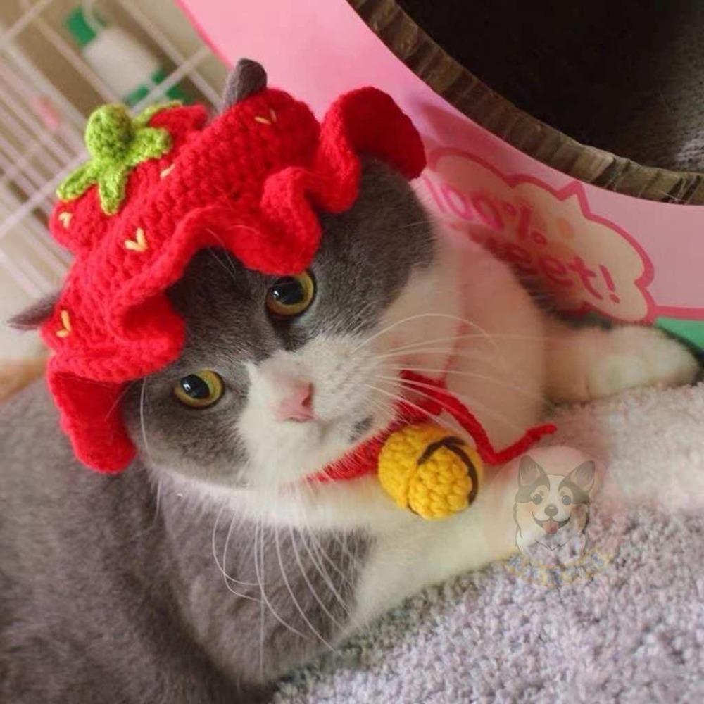 🐸針織小頭套🐸 寵物帽子 貓咪帽子 貓帽子 貓咪頭套 寵物頭套狗狗頭套 狗狗帽子 狗帽子 貓毛帽 狗毛帽 寵物帽 拍照-細節圖3