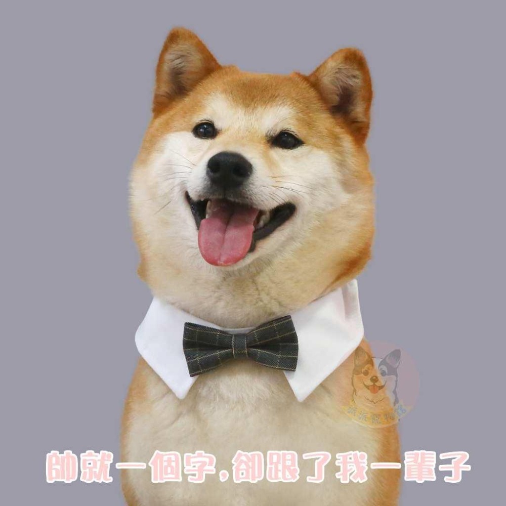 寵物領帶🎀 貓咪領帶 狗狗領帶 寵物領巾 狗狗領帶 狗領巾 寵物項圈 寵物配件 貓領帶 比熊造型狗狗貓咪領巾頸圈領結-細節圖9