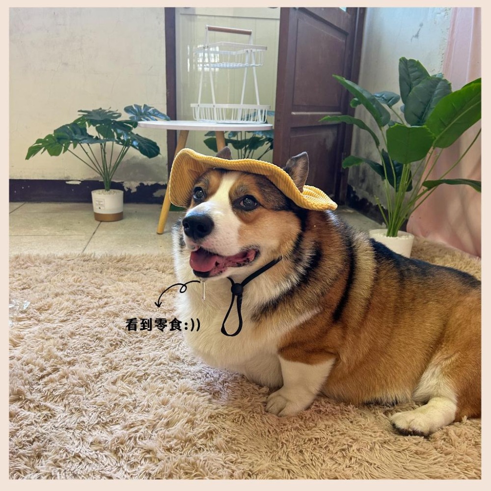 寵物漁夫帽🧢 寵物帽子 狗狗帽子 狗帽子 貓咪帽子 遮陽帽 寵物帽 寵物配件 大狗帽子 柯基棒球帽 小狗帽子 狗帽貓帽-細節圖3