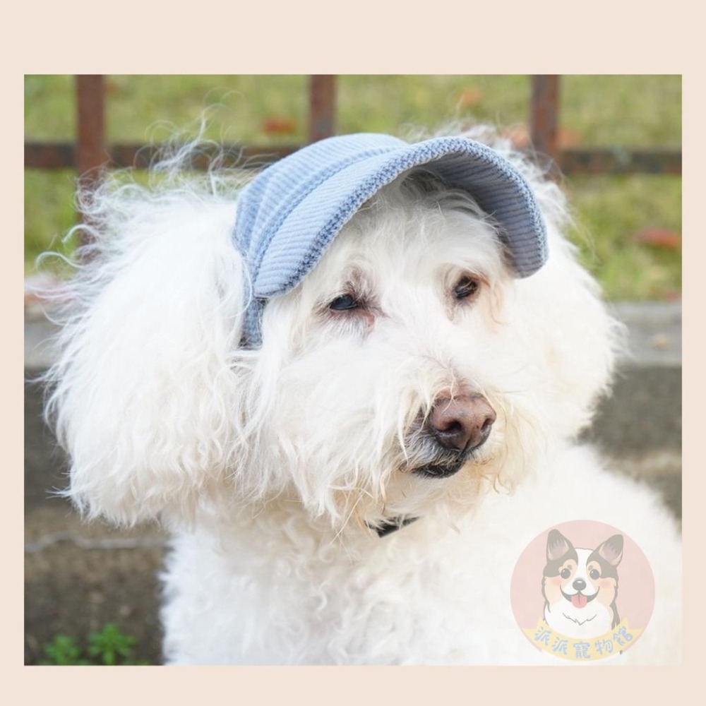 寵物漁夫帽🧢 寵物帽子 狗狗帽子 狗帽子 貓咪帽子 遮陽帽 寵物帽 寵物配件 大狗帽子 柯基棒球帽 小狗帽子 狗帽貓帽-細節圖9