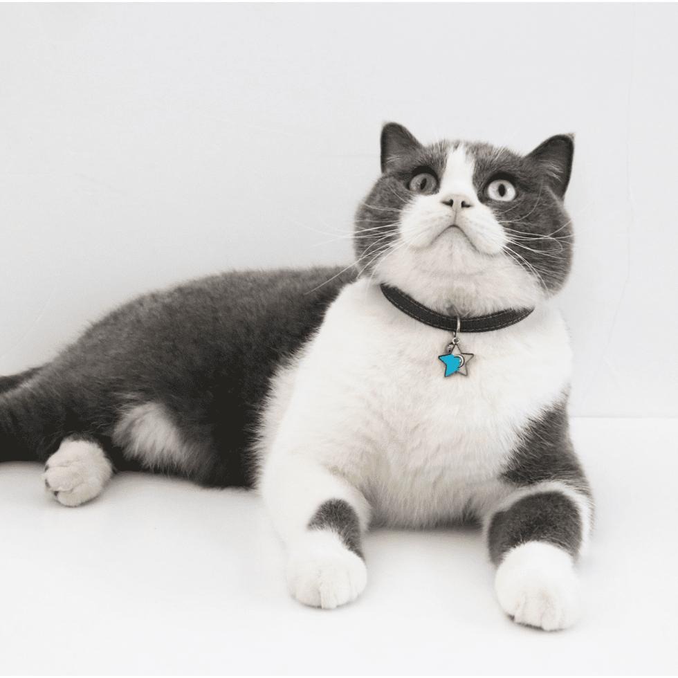 💘可愛吊墜項圈😍 貓項圈 狗項圈 寵物項圈 貓咪項圈 狗狗項圈 貓咪用品 橘貓小狗小貓小型犬貓幼貓幼犬和風項圈頸圈飾品-細節圖8