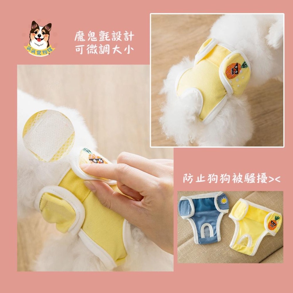 🍓狗狗生理褲🍍 寵物生理褲 狗生理褲 狗狗尿布 狗尿布 寵物尿布 母狗生理褲 母狗尿布 母狗 狗狗用品 寵物用品狗用品-細節圖5