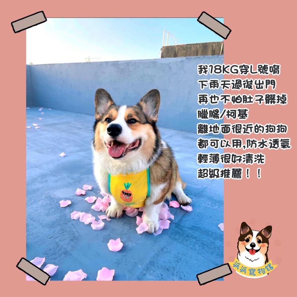 🍦柯基肚兜🍓 柯基 寵物肚兜 柯基衣服 臘腸狗衣服 寵物衣服 狗衣服 狗狗衣服 寵物服飾 寵物背心 臘腸狗 夏天圍兜兜-細節圖4