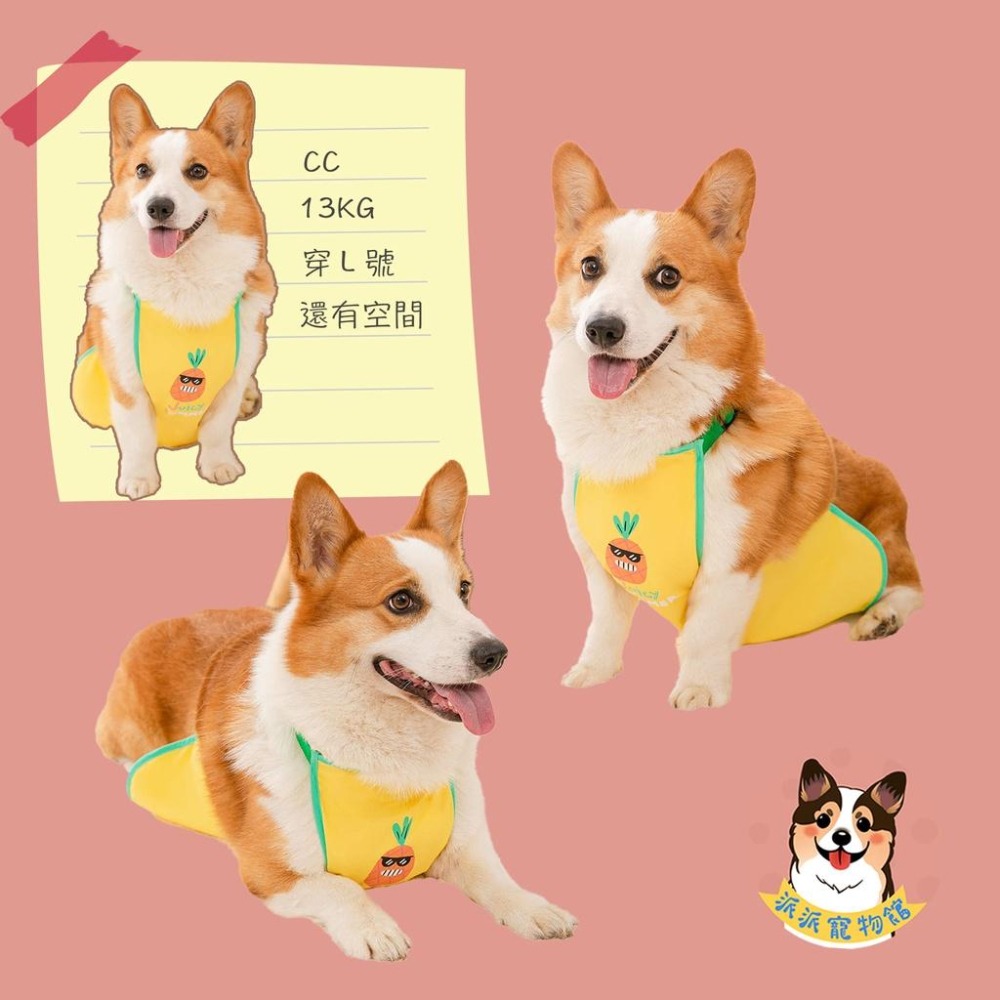 🍦柯基肚兜🍓 柯基 寵物肚兜 柯基衣服 臘腸狗衣服 寵物衣服 狗衣服 狗狗衣服 寵物服飾 寵物背心 臘腸狗 夏天圍兜兜-細節圖5