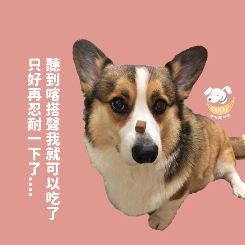 訓練好幫手🙌  訓練響片 響片 寵物訓練 狗狗訓練 響板 響片 狗 訓狗器狗狗用品狗用品寵物訓練器訓練狗狗寵物用品狗狗-細節圖3