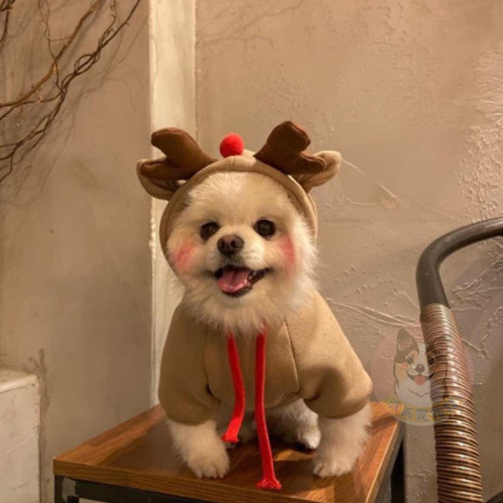 🍌水果帽T🍎 狗衣服 狗狗衣服 貓衣服 寵物衣服 寵物服飾 寵物帽子 小型犬 貓咪幼犬博美吉娃娃比熊貴賓狗小狗衣服帽t-細節圖6