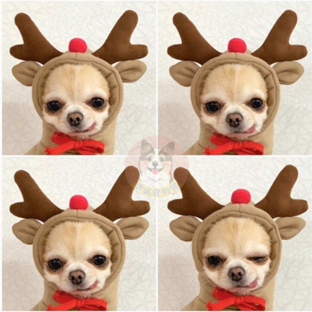 🍌水果帽T🍎 狗衣服 狗狗衣服 貓衣服 寵物衣服 寵物服飾 寵物帽子 小型犬 貓咪幼犬博美吉娃娃比熊貴賓狗小狗衣服帽t-細節圖7