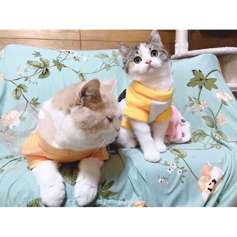 台灣現貨🔜🐱貓咪衛衣💛 貓衣服 寵物衣服 寵物服飾 貓咪衣服 小貓衣服 小狗衣服幼貓幼犬衣服狗衣服狗狗衣服狗狗貓咪貓衣-細節圖8