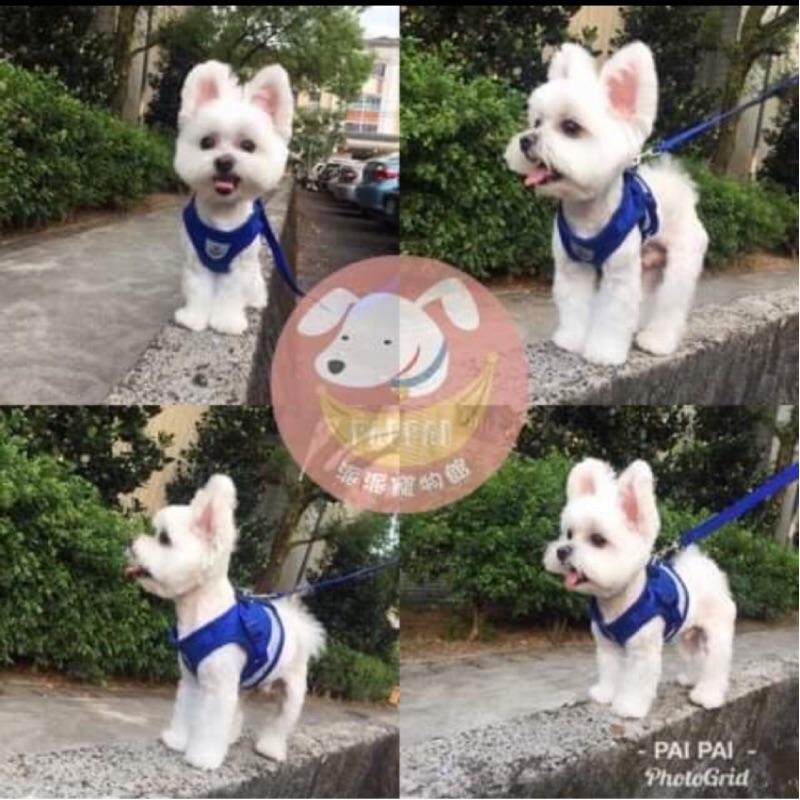 晚上會反光✨寵物胸背帶🐾 胸背帶 狗胸背帶 寵物背帶 狗狗胸背帶 胸背 牽繩 牽引繩小型犬胸背帶狗牽繩狗狗牽繩狗繩狗狗-細節圖7