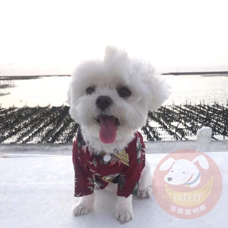 🍍夏威夷襯衫⛱️ 狗狗衣服 寵物衣服 狗狗襯衫 寵物服飾 狗襯衫 貴賓狗博美比熊吉娃娃衣服 貓咪衣服 狗衣服 寵物襯衫-細節圖7