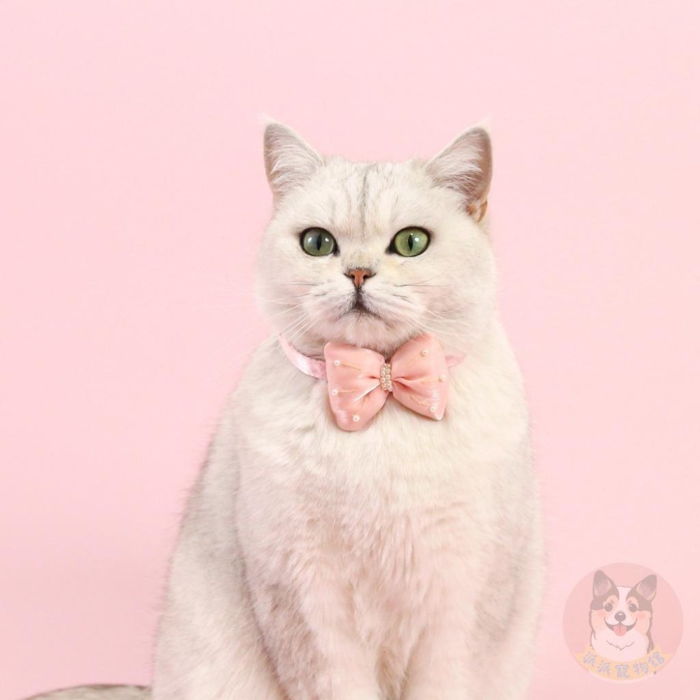 💘蝴蝶結項圈💘 貓項圈 狗項圈 寵物項圈 貓咪項圈 狗狗項圈 貓咪用品 橘貓小狗小貓小型犬貓幼貓幼犬和風項圈頸圈飾品-細節圖3