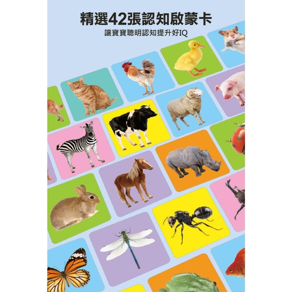 【風車圖書】FOOD超人聰明認知大圖卡-動物王國/可愛動物/交通工具/日常生活/美味蔬果/基礎ㄅㄆㄇ 多重點讀認知必備-細節圖4
