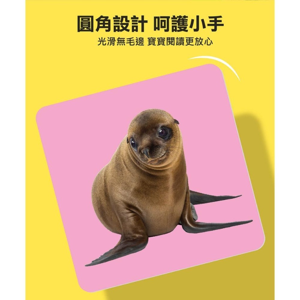【風車圖書】FOOD超人聰明認知大圖卡-動物王國/可愛動物/交通工具/日常生活/美味蔬果/基礎ㄅㄆㄇ 多重點讀認知必備-細節圖7