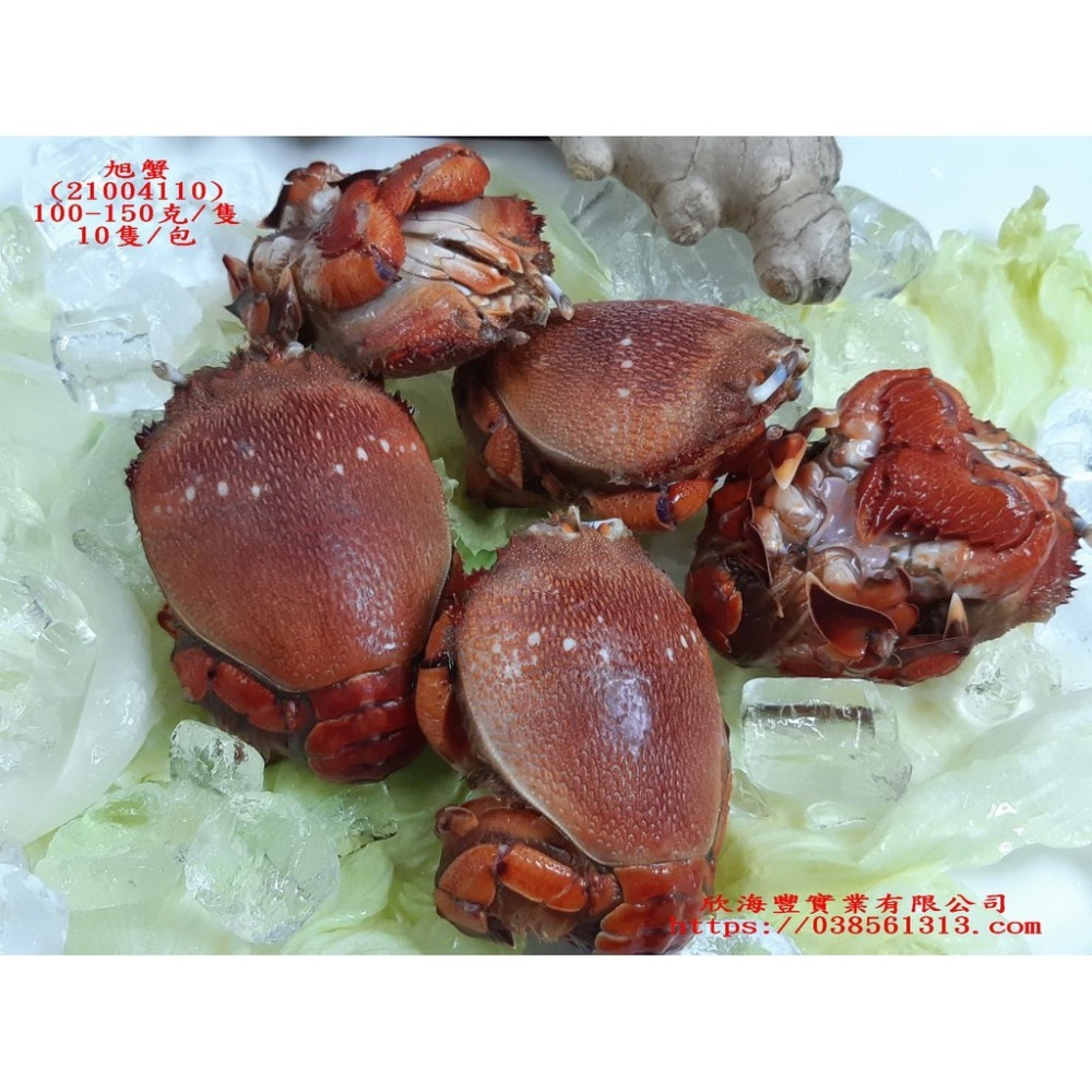 【蝦鮮生蟹小姐】野生公旭蟹   10隻/包   100-150克/隻   肉質絲絲細緻    **每包600元**-細節圖3