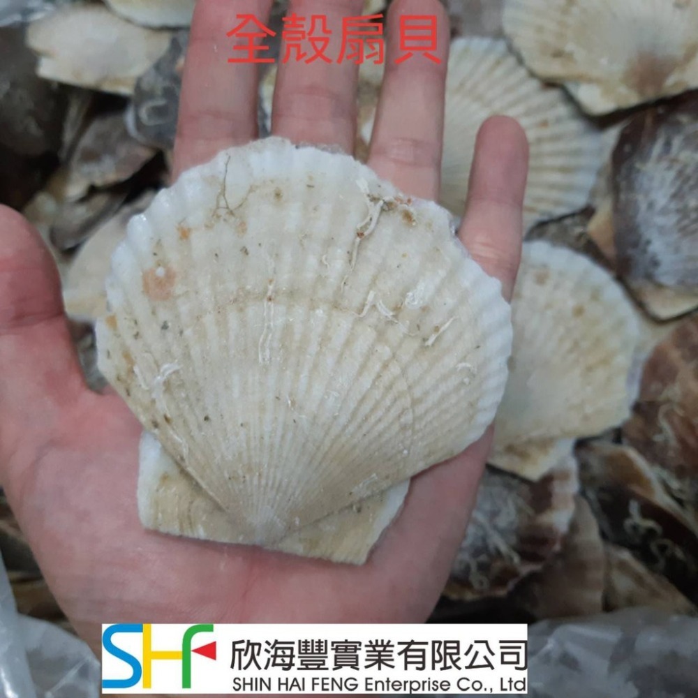 【蝦鮮生蟹小姐】活凍全殼扇貝(北海道) 7-9cm/顆  15-18粒/包   無彭發無砂的高品質！ *每包370元*-細節圖2