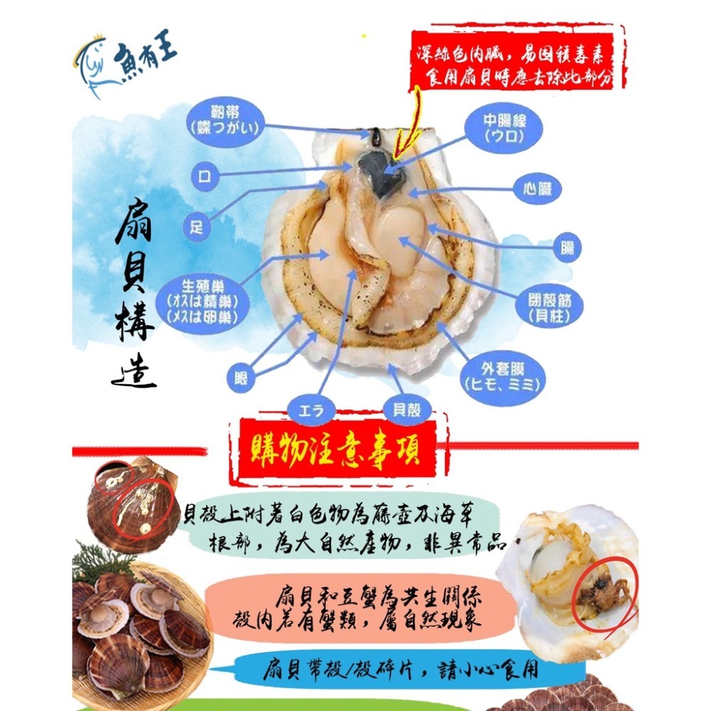 【蝦鮮生蟹小姐】活凍全殼扇貝(北海道) 7-9cm/顆  15-18粒/包   無彭發無砂的高品質！ *每包370元*-細節圖3