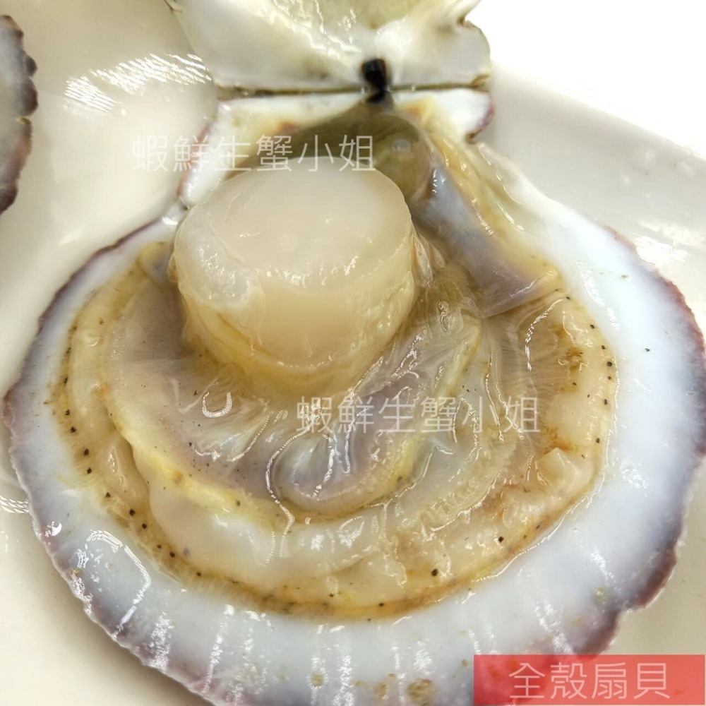 【蝦鮮生蟹小姐】活凍全殼扇貝(北海道) 7-9cm/顆  15-18粒/包   無彭發無砂的高品質！ *每包370元*-細節圖4