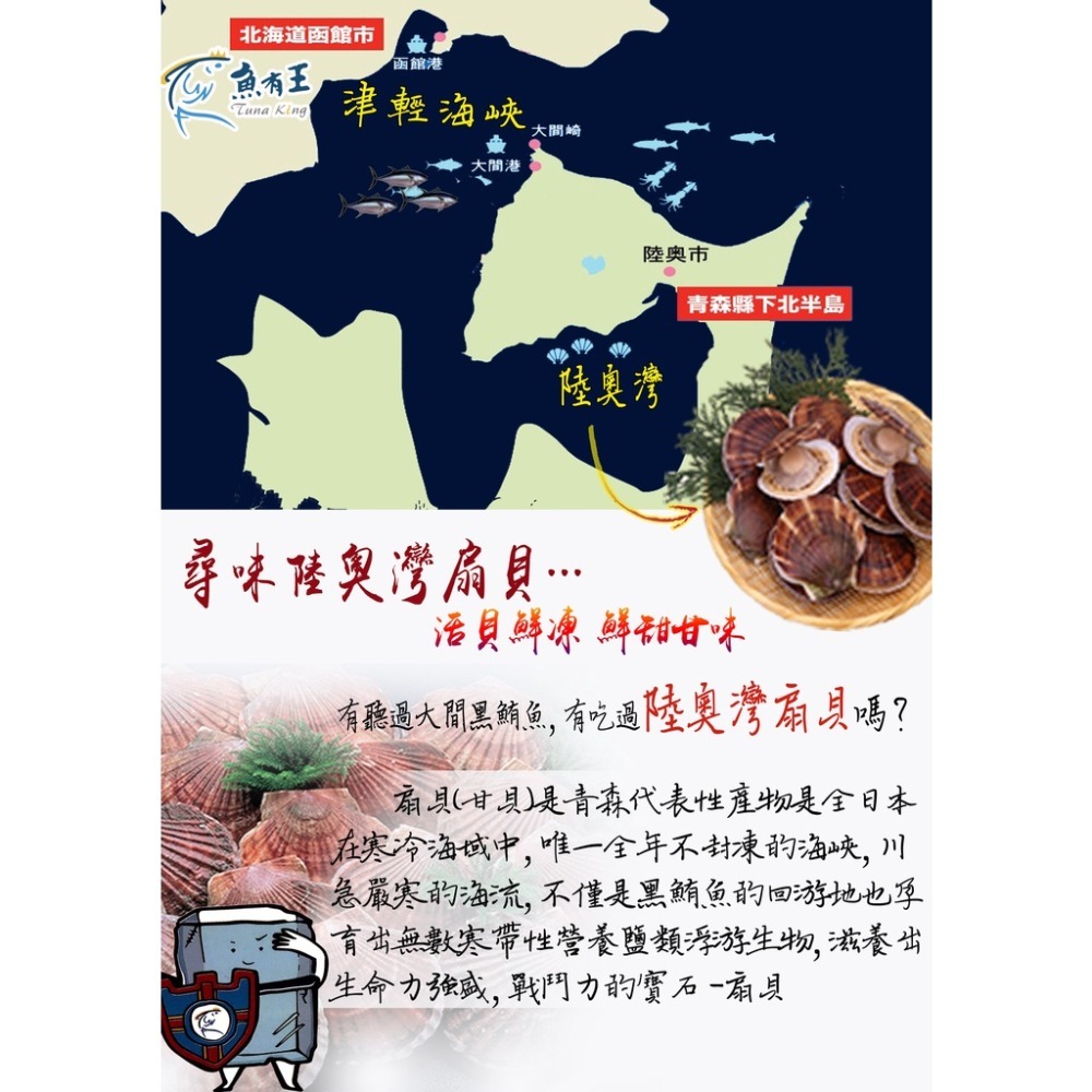 【蝦鮮生蟹小姐】活凍全殼扇貝(北海道) 7-9cm/顆  15-18粒/包   無彭發無砂的高品質！ *每包370元*-細節圖7