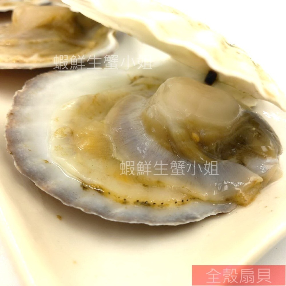 【蝦鮮生蟹小姐】活凍全殼扇貝(北海道) 7-9cm/顆  15-18粒/包   無彭發無砂的高品質！ *每包370元*-細節圖8