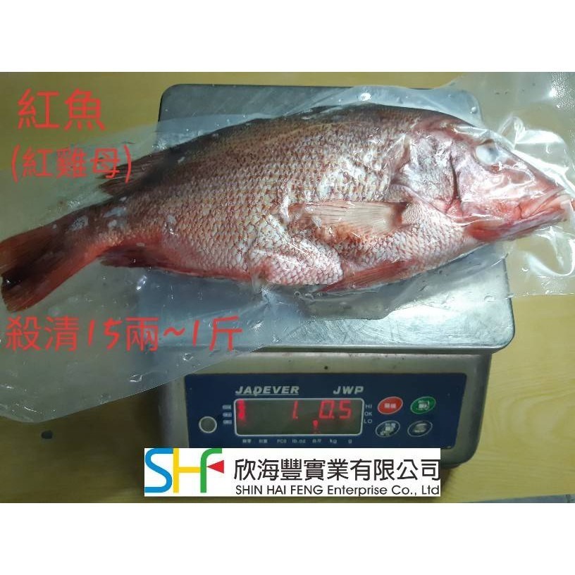 【蝦鮮生蟹小姐】現撈 紅魚(紅雞母) 500克上/隻* 喜宴用魚 殺清急速冷凍  **每隻290元**-細節圖2