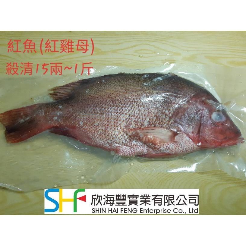 【蝦鮮生蟹小姐】現撈 紅魚(紅雞母) 500克上/隻* 喜宴用魚 殺清急速冷凍  **每隻290元**-細節圖3