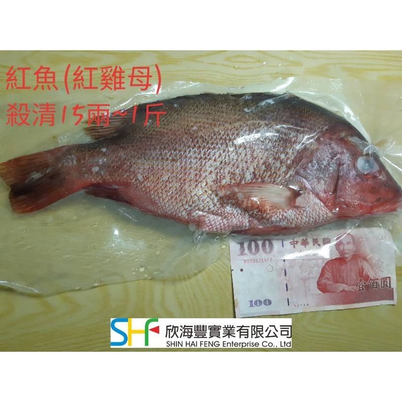 【蝦鮮生蟹小姐】現撈 紅魚(紅雞母) 500克上/隻* 喜宴用魚 殺清急速冷凍  **每隻290元**-細節圖4